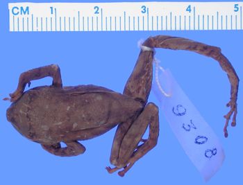 Media type: image; Herpetology A-9308